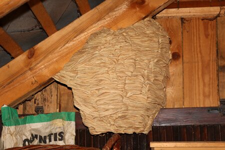 Attic insect animal