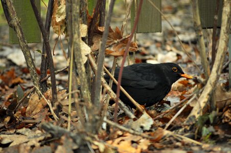 Black bird bird castle photo