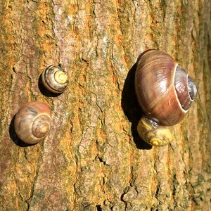 Slow brown wood