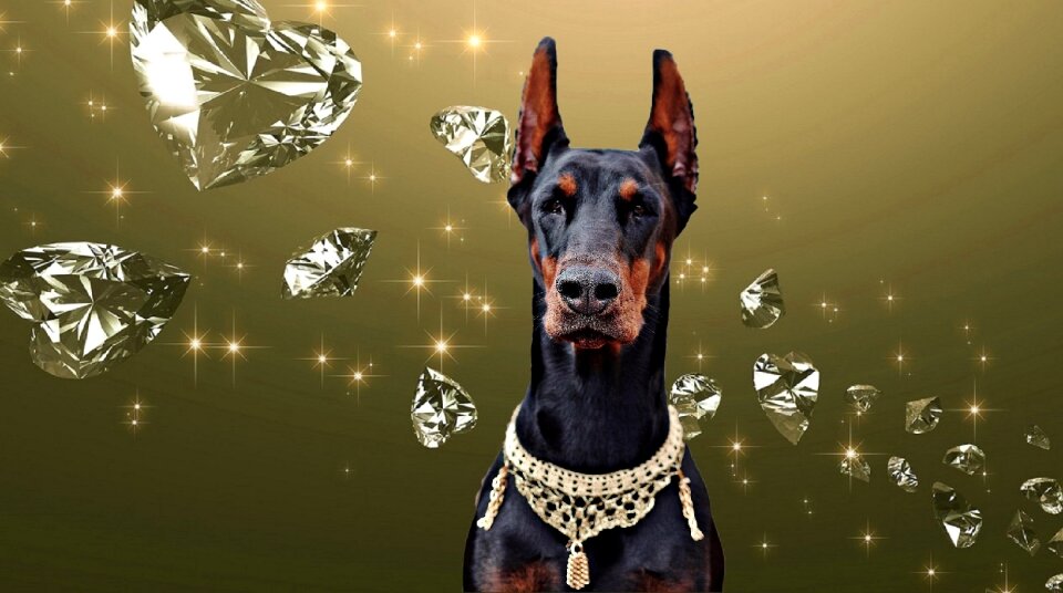 Doberman dog diamond