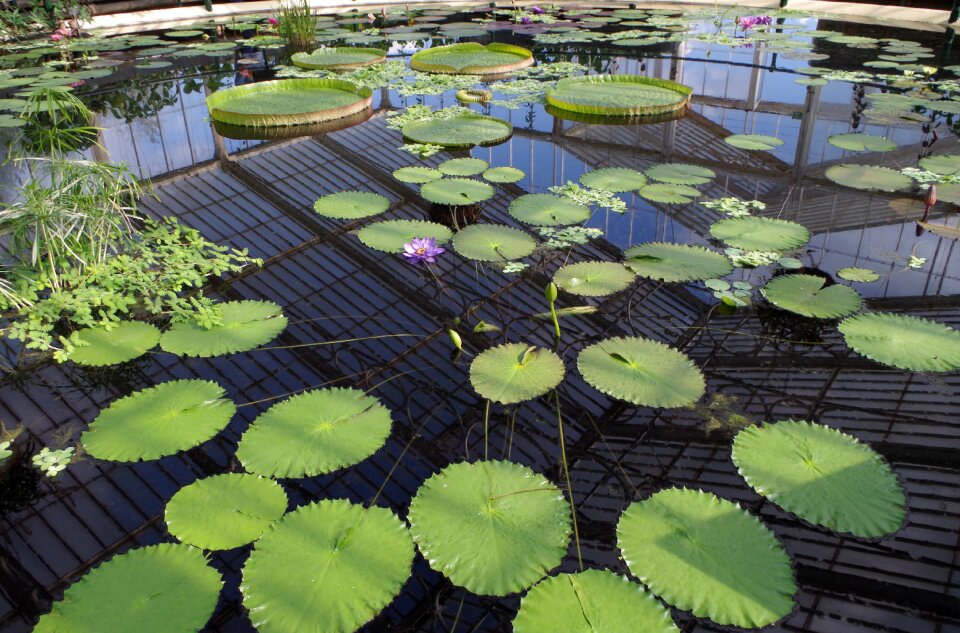 Purple flowers aquatic plant kind nymphaea
