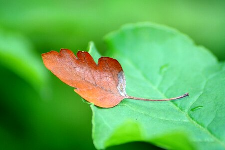 Green close up autumn photo