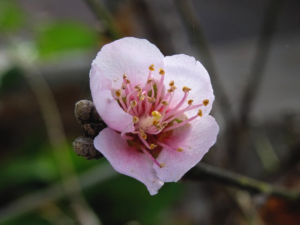Macro spring nature