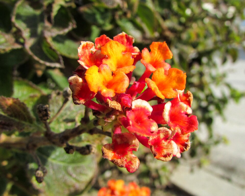 Verbena family garden flowers