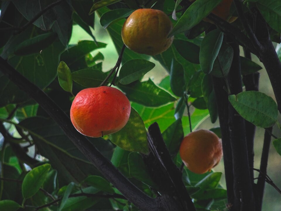 Citrus fruit tree citrus reticulata