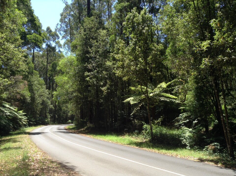 Road forest australia