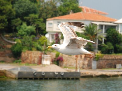 Turkey bosphorus turkish