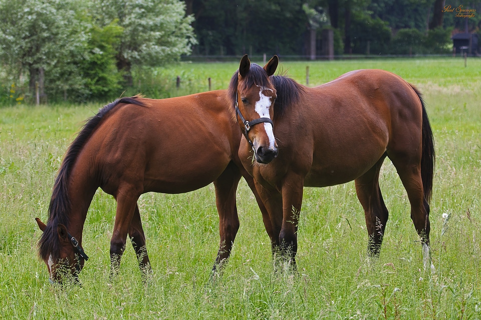 Pasture animals horses