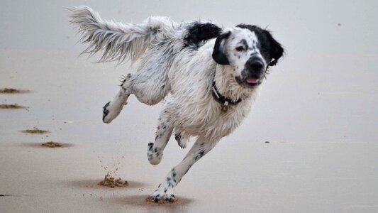 Stabijna wetterhoun dog