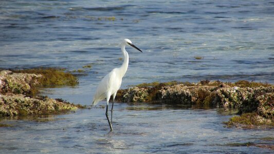 Nature bird photo