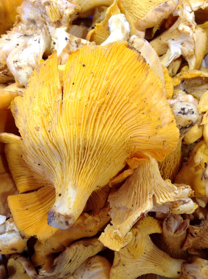 Chanterelle market fall