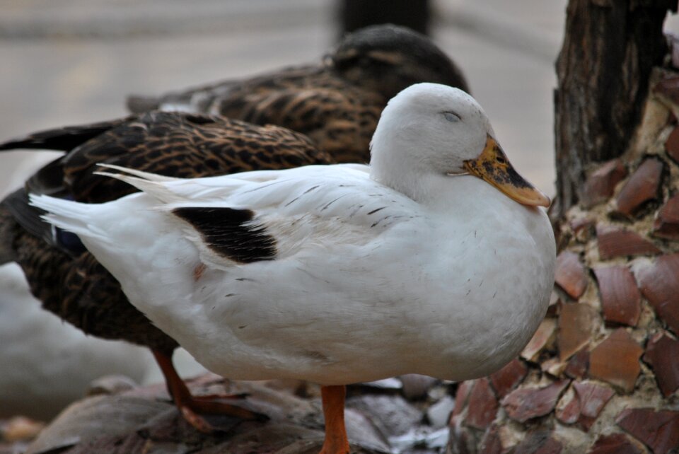 Ducks volatile macro