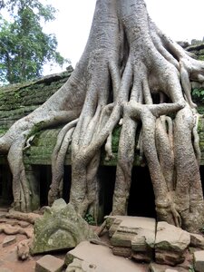 Angkor wat jungle temple