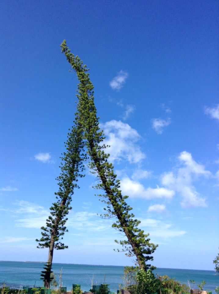 Tree new caledonia poe