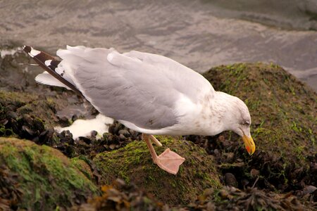 Bird seagull foraging