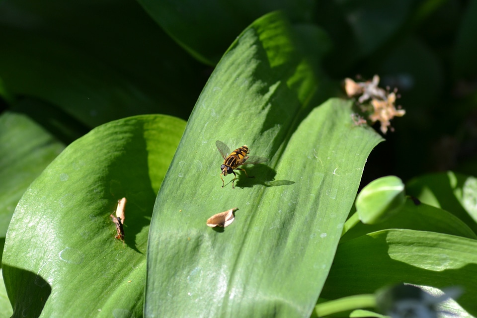 Close-up nature plant