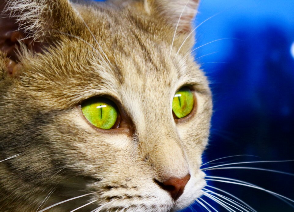 Cat face kitten tiger cat
