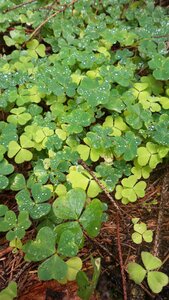 Shamrock nature macro