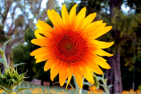 Nature yellow flower