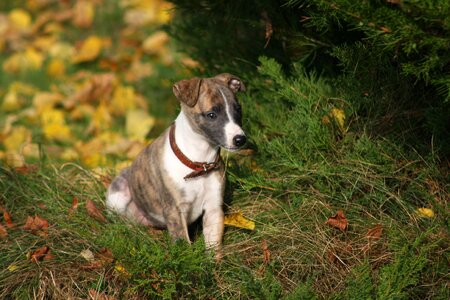 Greyhound whippet puppy photo