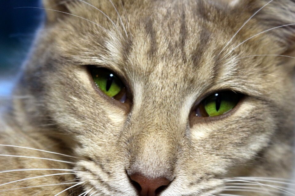 Cat face kitten tiger cat
