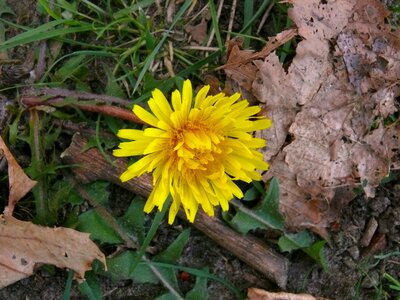 Flowers yellow flower dandelion