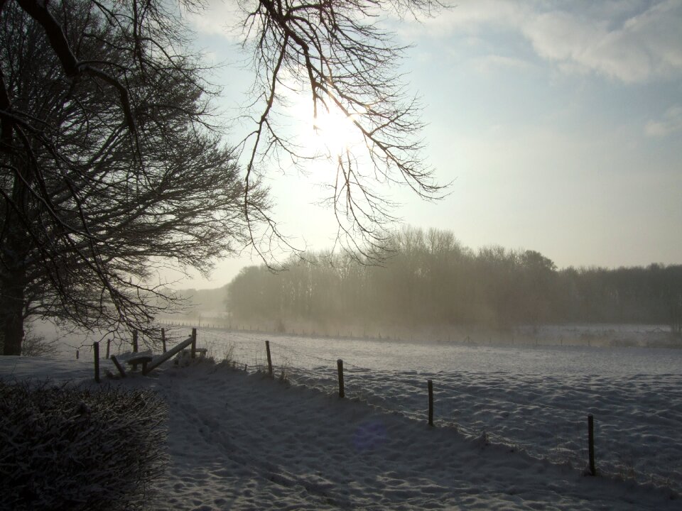 Freezing forest vista