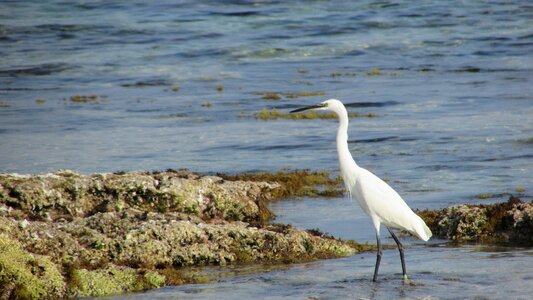 Nature bird photo