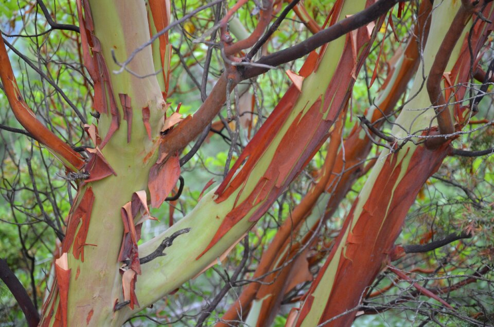 Tree golden bright