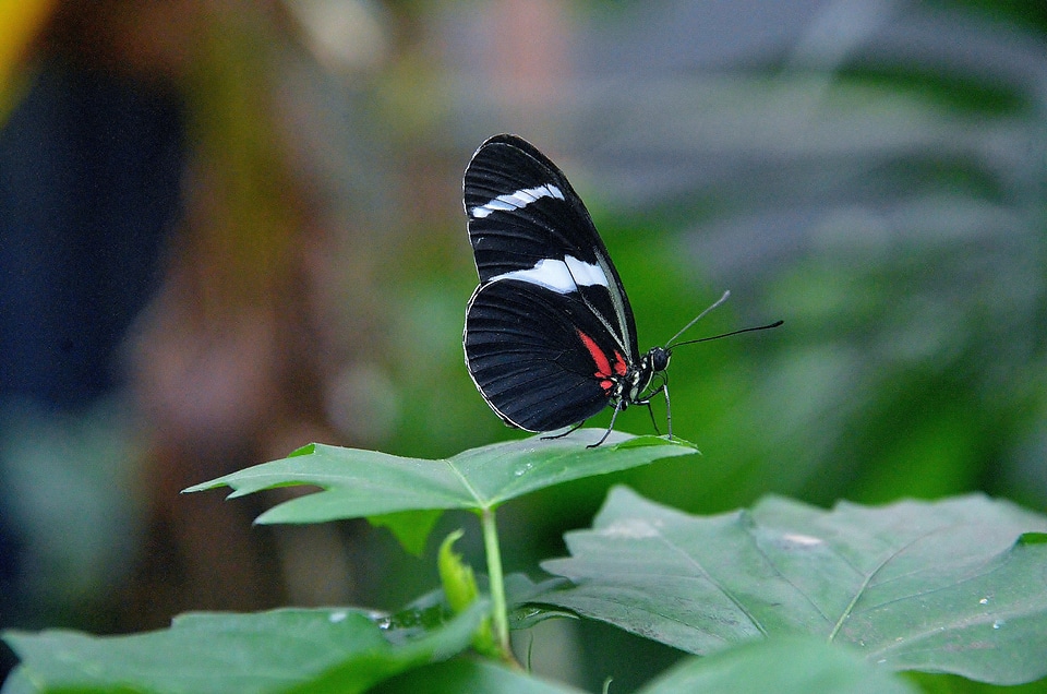 Insect elymnias hypermnestra nature