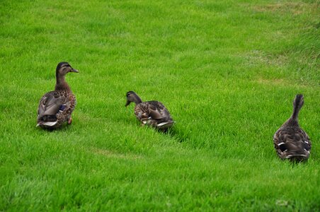 Grass green nature