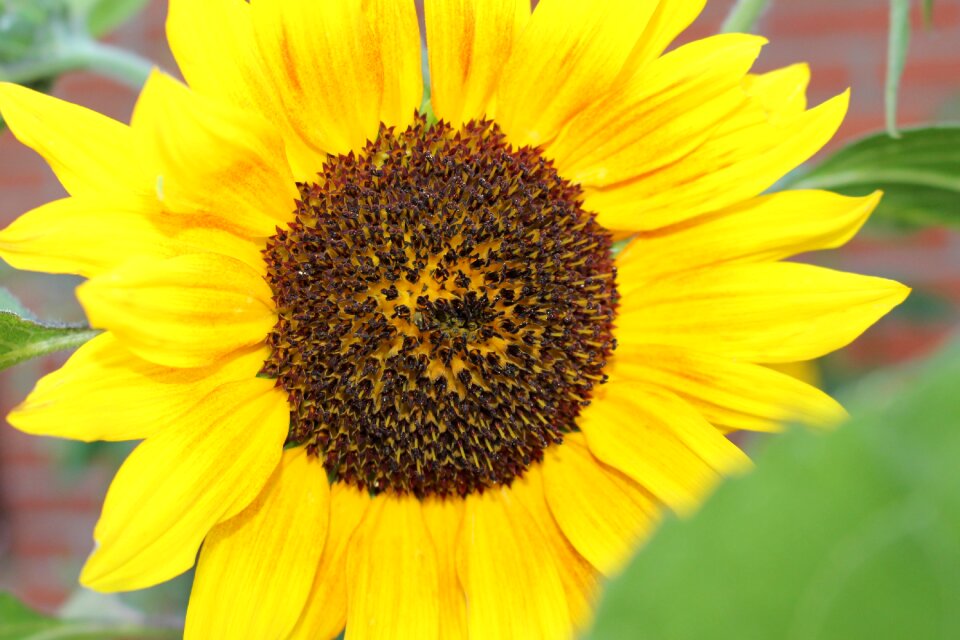 Bloom garden nature