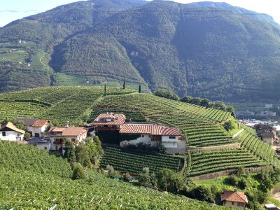 Green tyrol winery