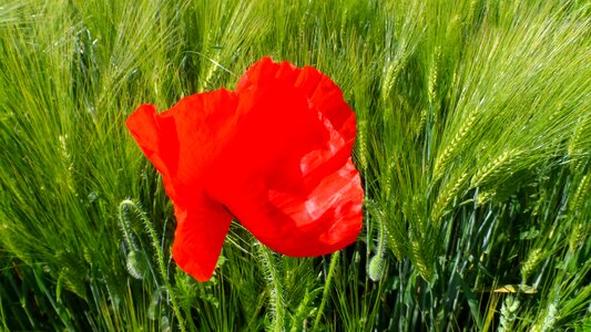 Flower red poppy klatschmohn photo