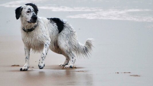 Stabijna wetterhoun dog