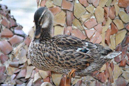 Ducks volatile macro photo