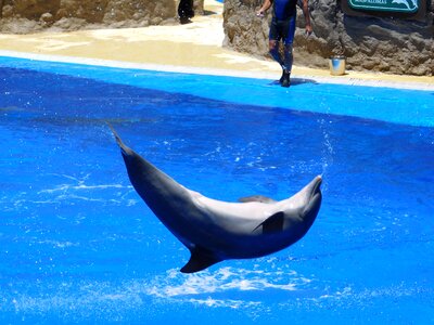 Water park stunts show