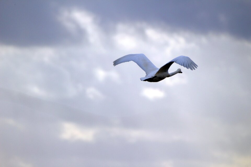 Migratory bird swans birds