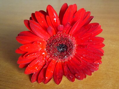 Dew water drops
