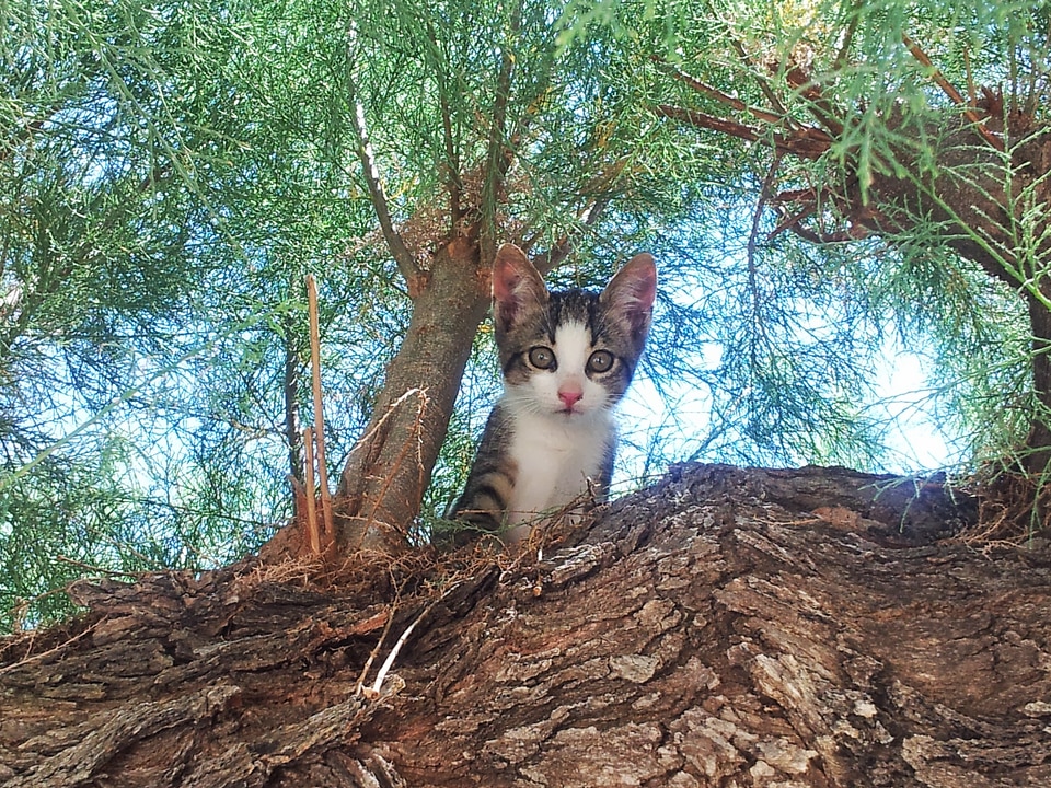 Kittens cats kitty