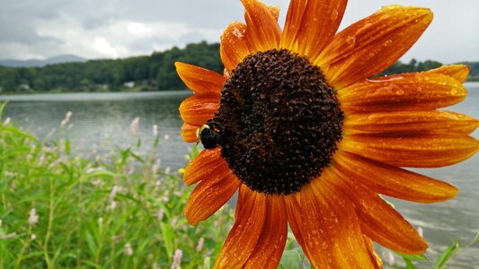 Wet flower bumble