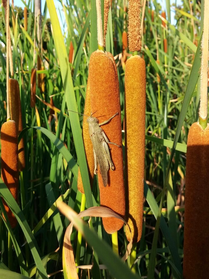 Green brown bullrushes
