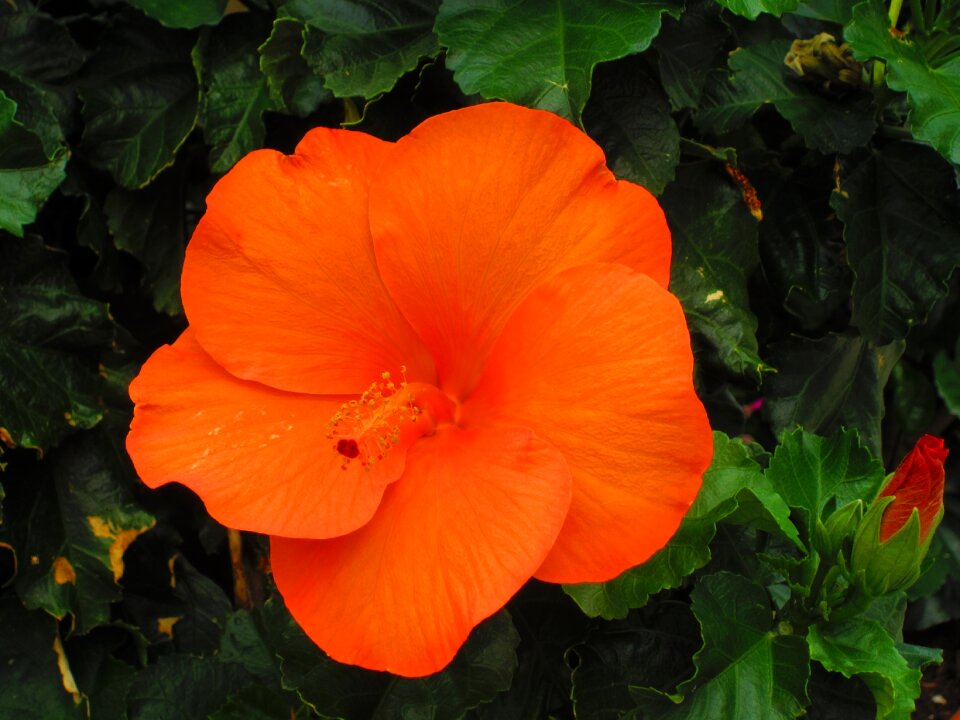 Flower stamen summer