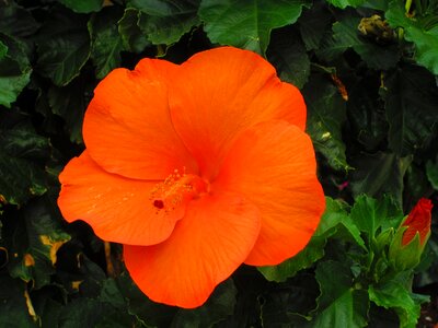 Flower stamen summer