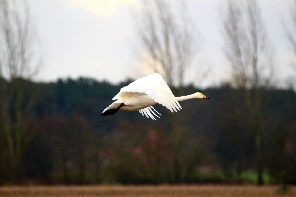 Migratory bird swans birds