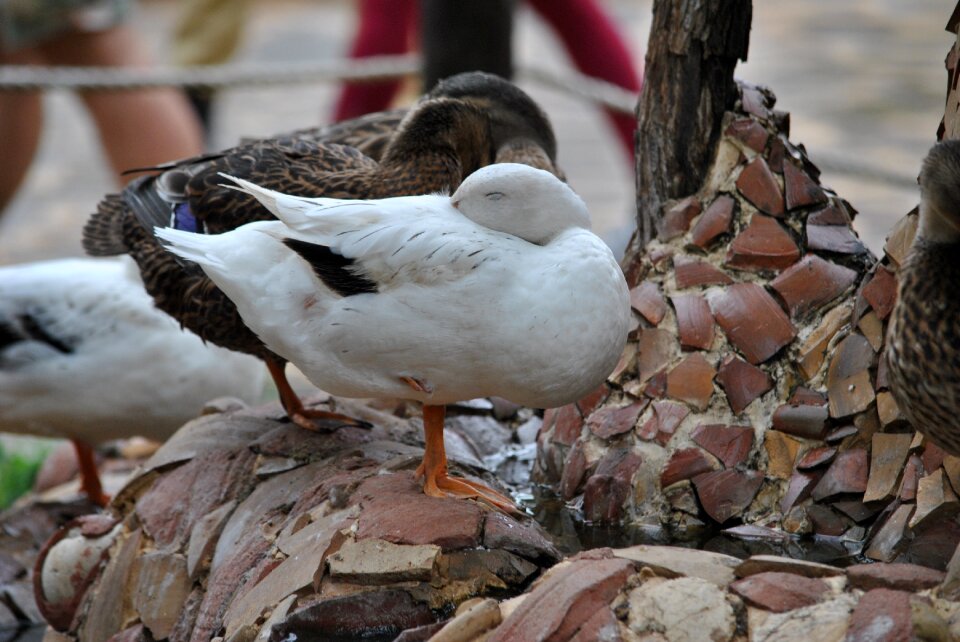 Ducks volatile macro