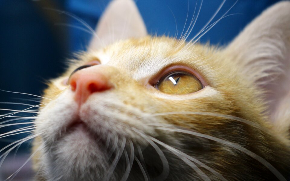 Cat face kitten tiger cat