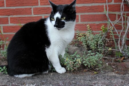 Cat grass plant garden