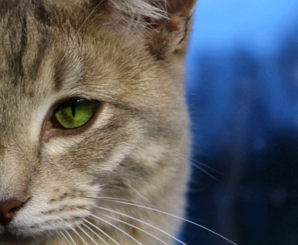 Cat face kitten tiger cat