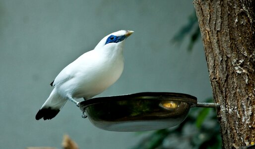 Peck birds small bird